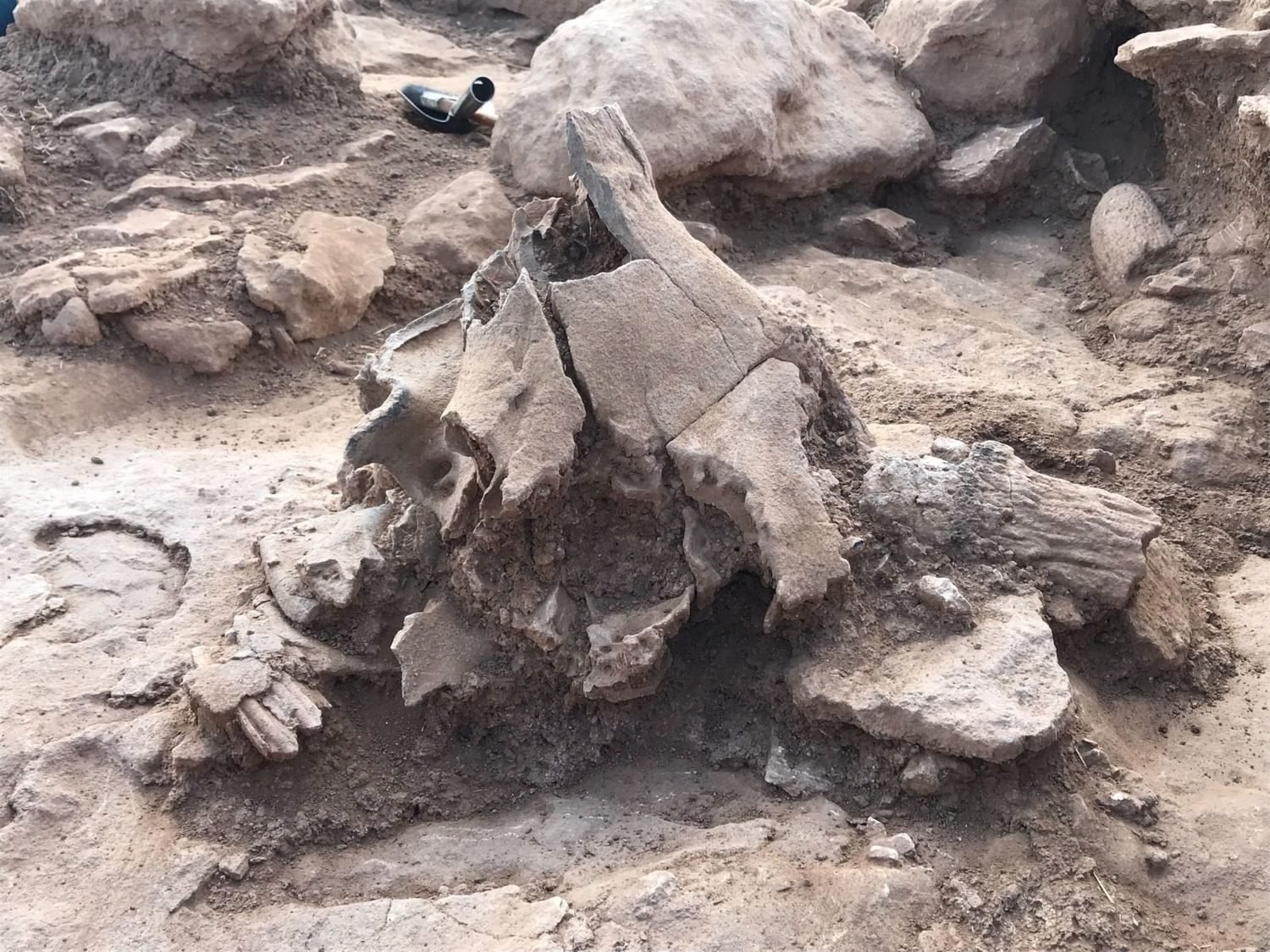 An animal skull being excavated at Çakmaktepe
