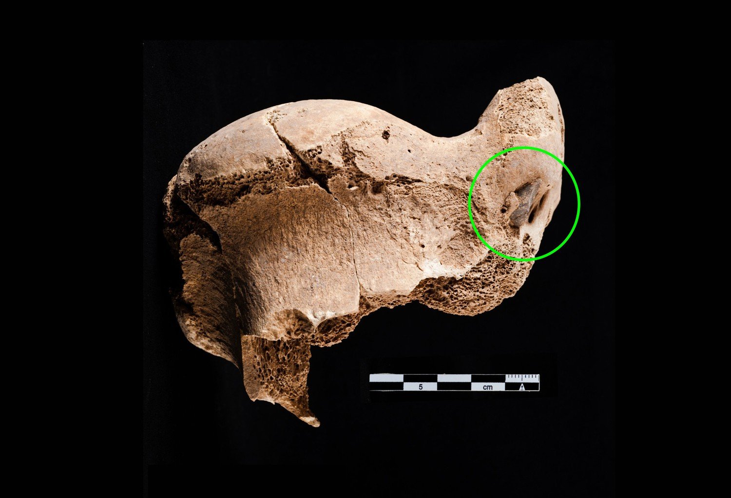 An aurochs arm bone on black with a green circle marking an embedded flint point, beside a scale