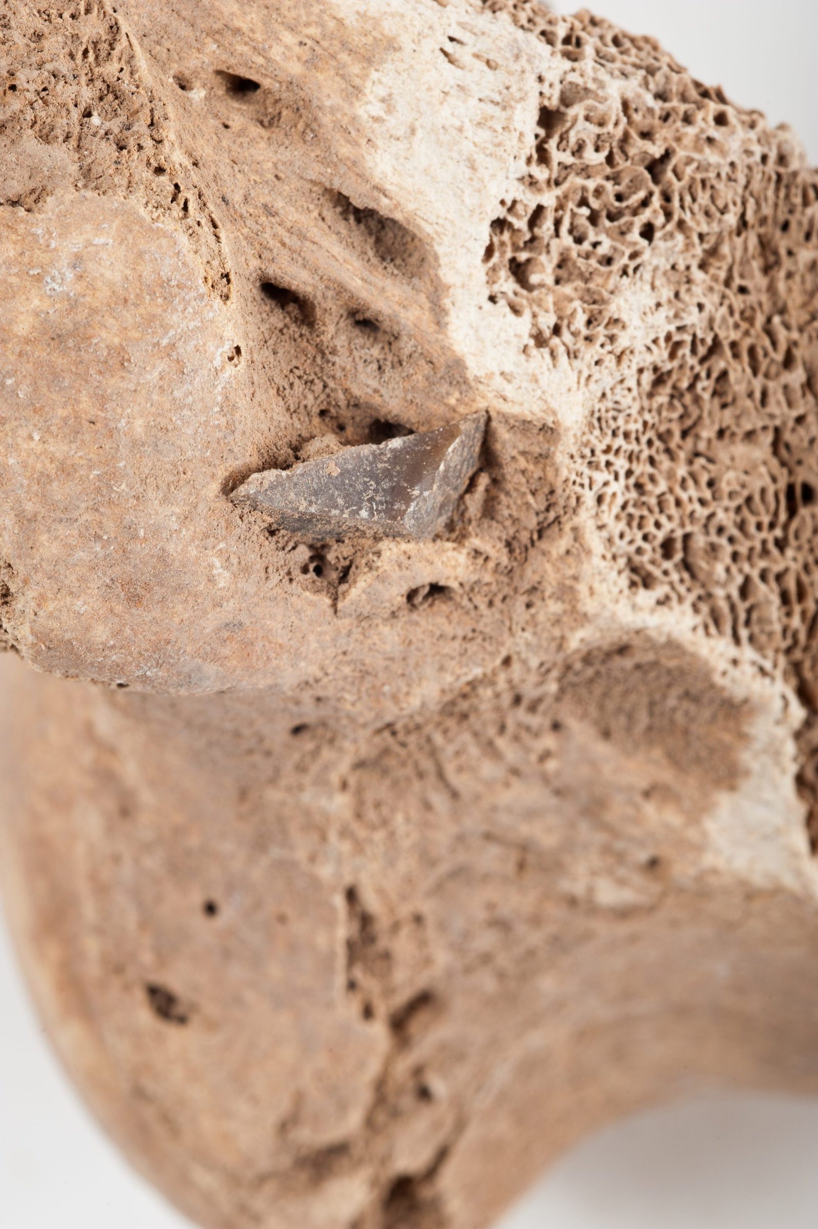 A 12,000-year-old hunting wound, frozen in bone