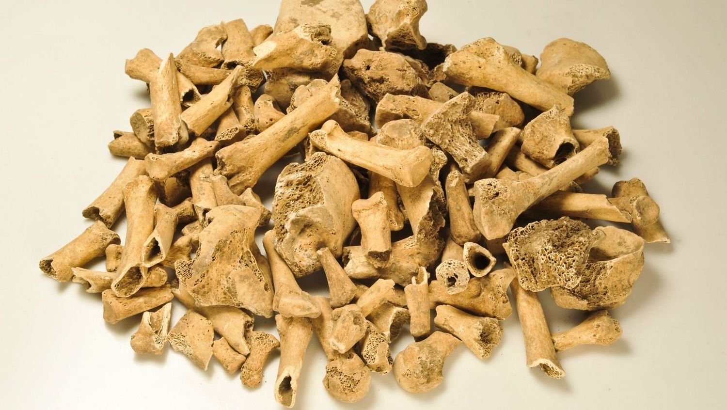 A sample of the human bone from Göbekli Tepe: not laid-out skeletons in graves, but fragments — skull pieces, long-bone shafts and vertebrae — scattered through the fill of the enclosures. Around seven hundred such fragments have been recovered, and almost no ordinary burials.