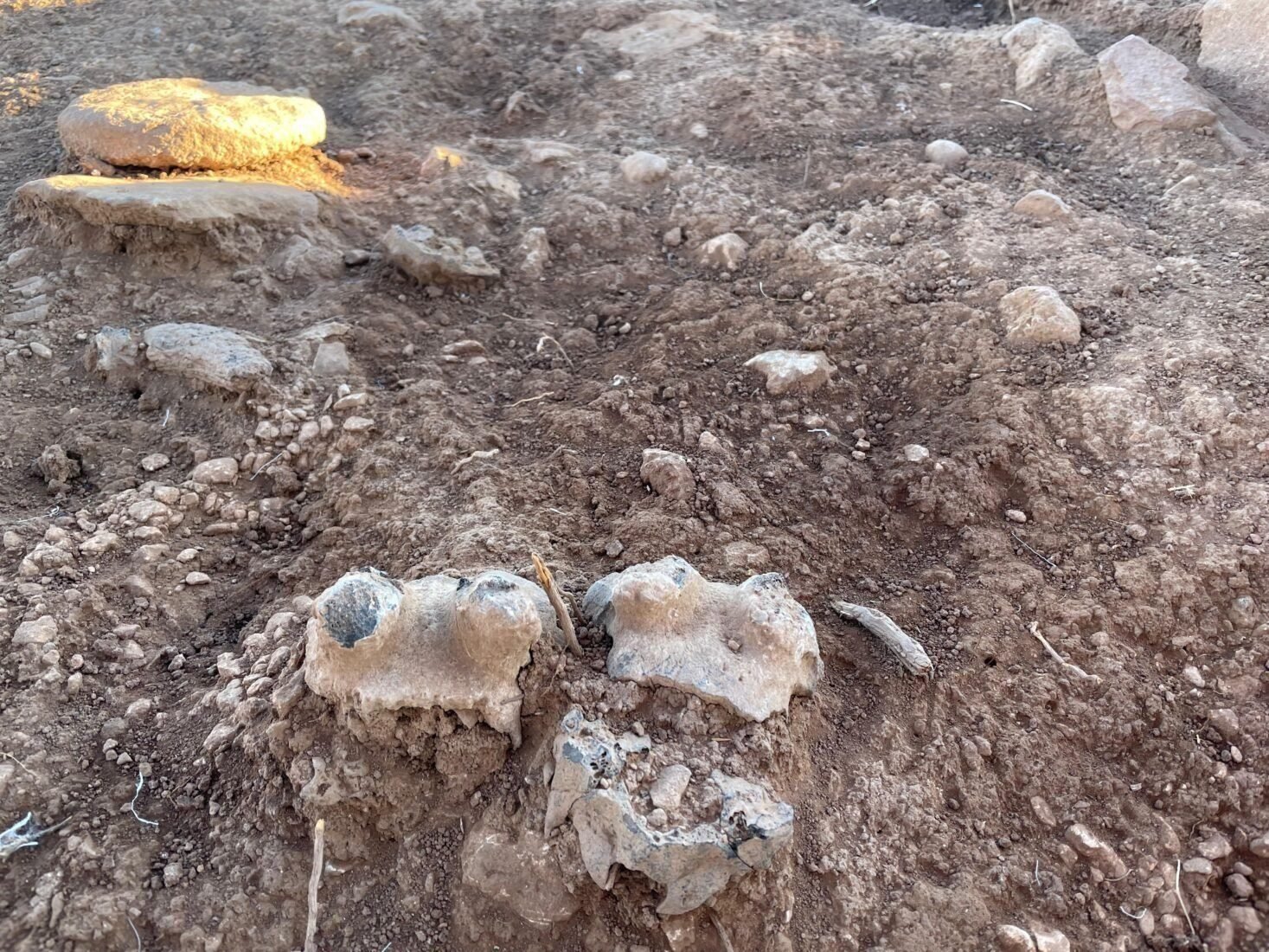 Bone fragments exposed in situ at Çakmaktepe, where burnt wild-animal skulls were placed against the base of a wall.