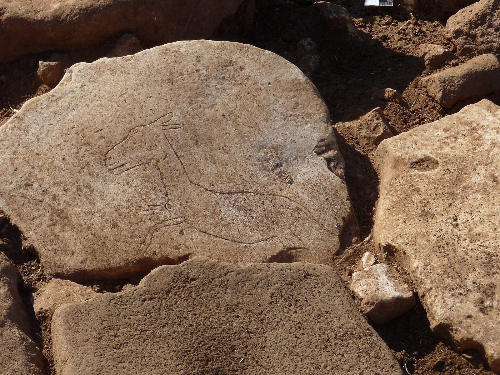 What they ate at Karahan Tepe: gazelle, and a surprise of legumes